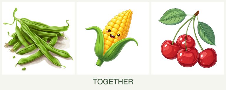 Can you plant beans, corn and cherries together?