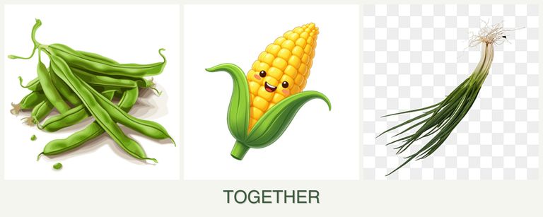 Can you plant beans, corn and chives together?