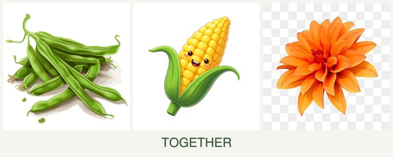 Can you plant beans, corn and dahlias together?