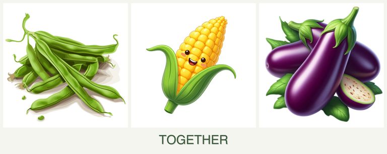 Can you plant beans, corn and eggplant together?