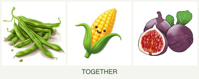 Can you plant beans, corn and figs together?