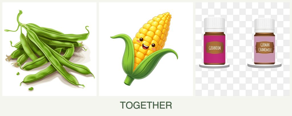 Can you plant beans, corn and geraniums together?