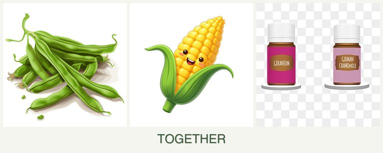 Can you plant beans, corn and geraniums together?