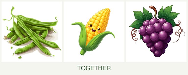Can you plant beans, corn and grapes together?