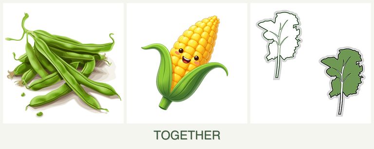 Can you plant beans, corn and kale together?