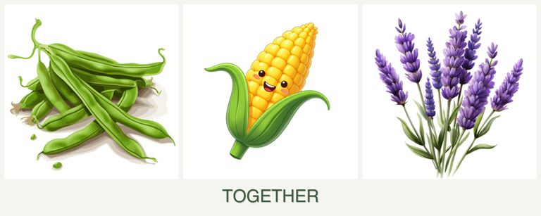 Can you plant beans, corn and lavender together?