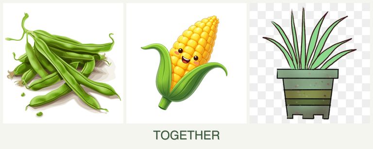 Can you plant beans, corn and lemongrass together?