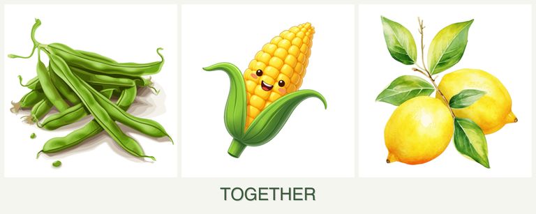 Can you plant beans, corn and lemons together?