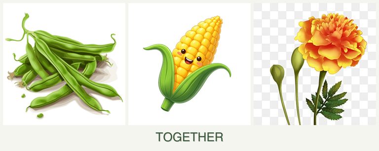 Can you plant beans, corn and marigolds together?