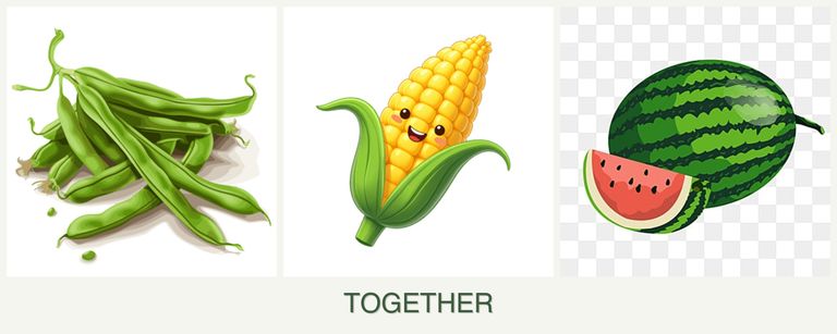 Can you plant beans, corn and melons together?