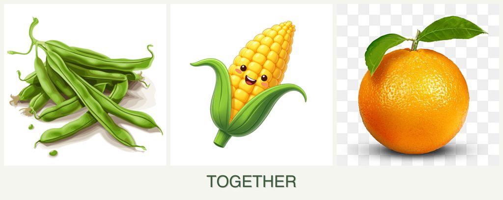 Can you plant beans, corn and oranges together?