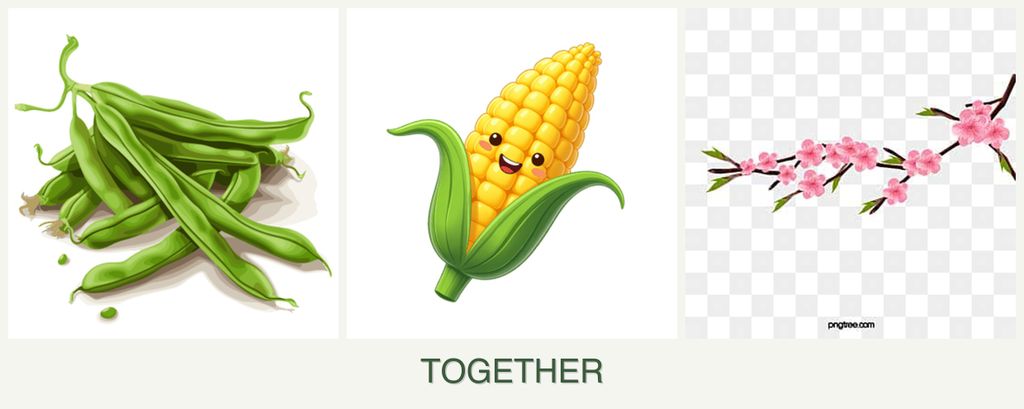 Can you plant beans, corn and peaches together?