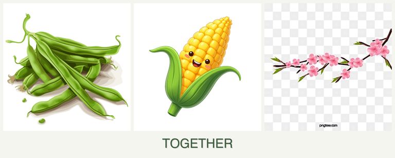 Can you plant beans, corn and peaches together?