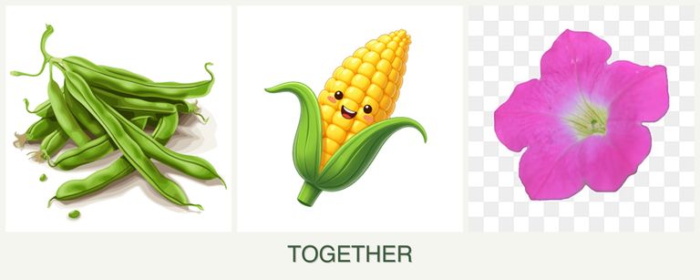 Can you plant beans, corn and petunias together?