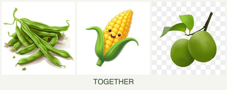Can you plant beans, corn and plums together?