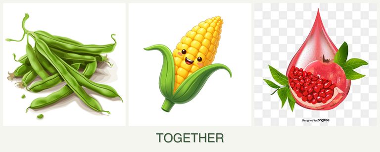 Can you plant beans, corn and pomegranates together?