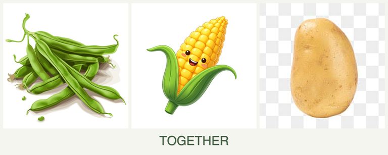 Can you plant beans, corn and potatoes together?