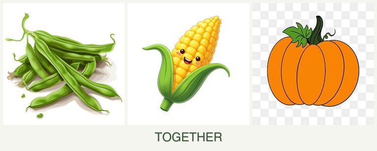 Can you plant beans, corn and pumpkin together?