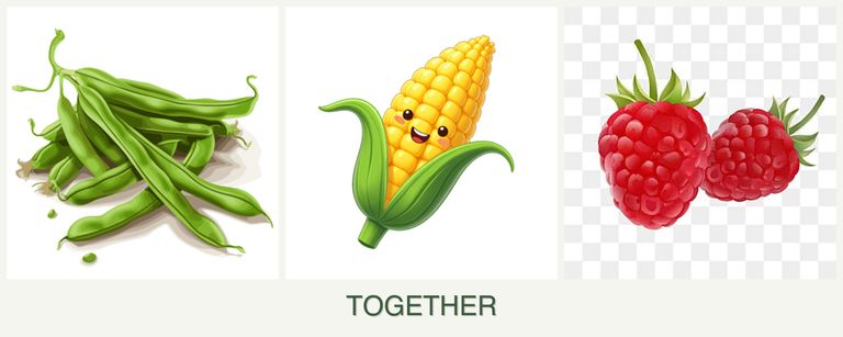 Can you plant beans, corn and raspberries together?
