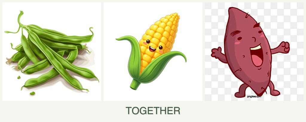 Can you plant beans, corn and sweet potatoes together?