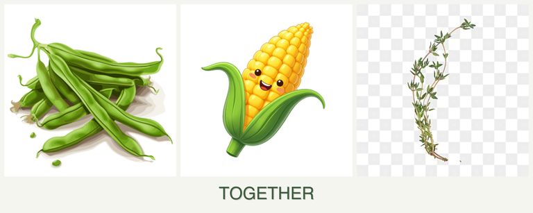 Can you plant beans, corn and thyme together?