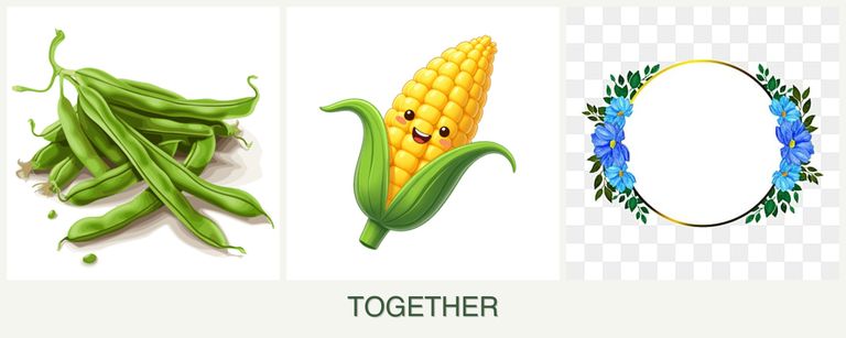Can you plant beans, corn and zinnias together?