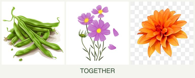 Can you plant beans, cosmos and dahlias together?