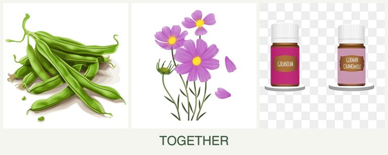 Can you plant beans, cosmos and geraniums together?