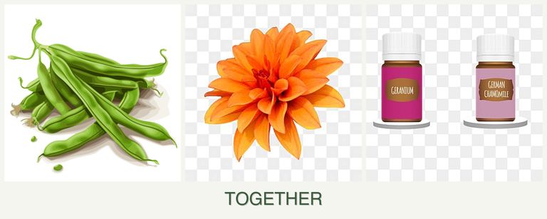 Can you plant beans, dahlias and geraniums together?