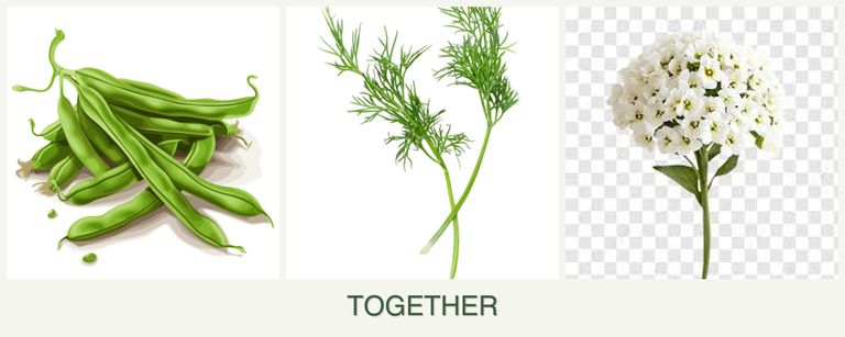 Can you plant beans, dill and alyssum together?