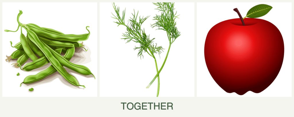 Can you plant beans, dill and apples together?