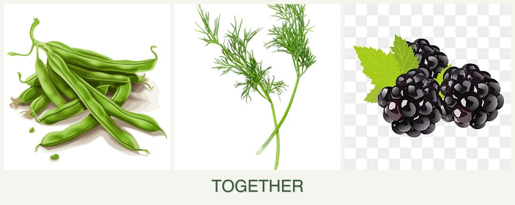 Can you plant beans, dill and blackberries together?