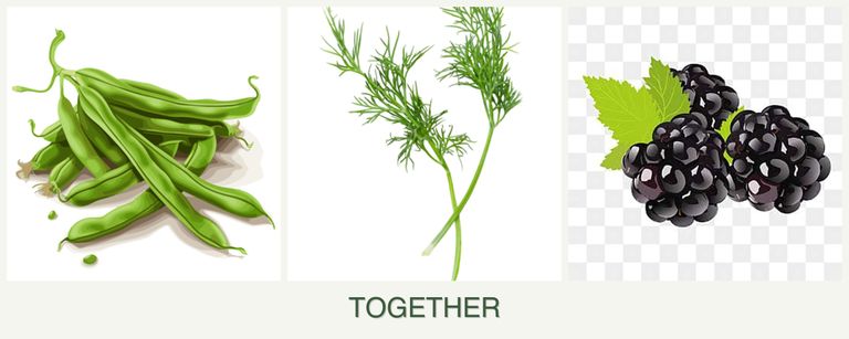 Can you plant beans, dill and blackberries together?