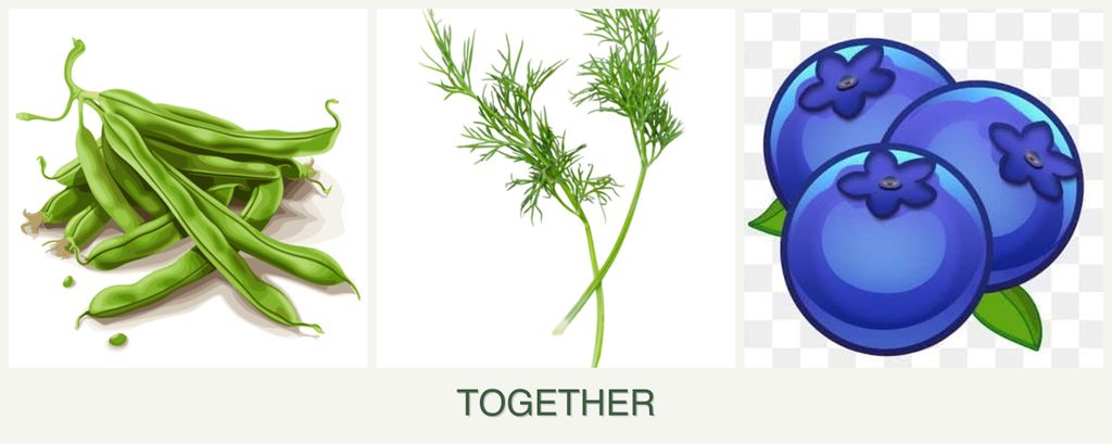 Can you plant beans, dill and blueberries together?