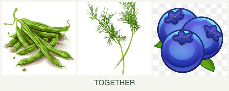 Can you plant beans, dill and blueberries together?