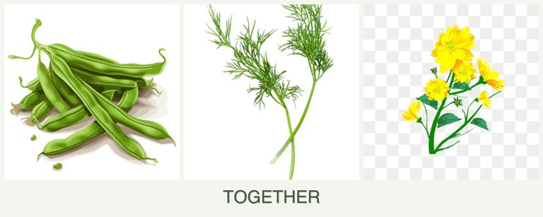 Can you plant beans, dill and calendula together?