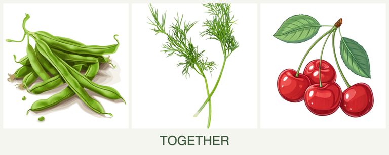 Can you plant beans, dill and cherries together?
