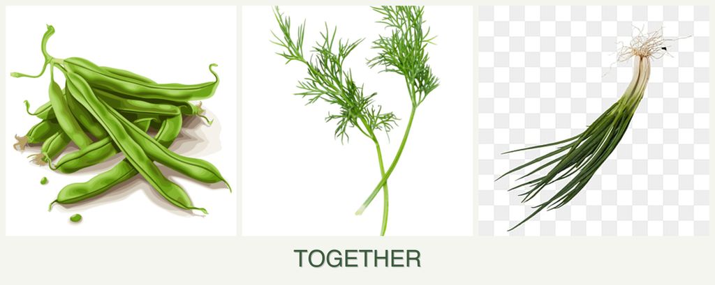 Can you plant beans, dill and chives together?