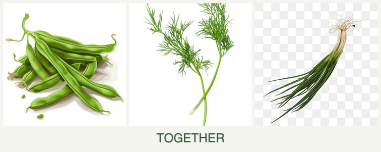 Can you plant beans, dill and chives together?