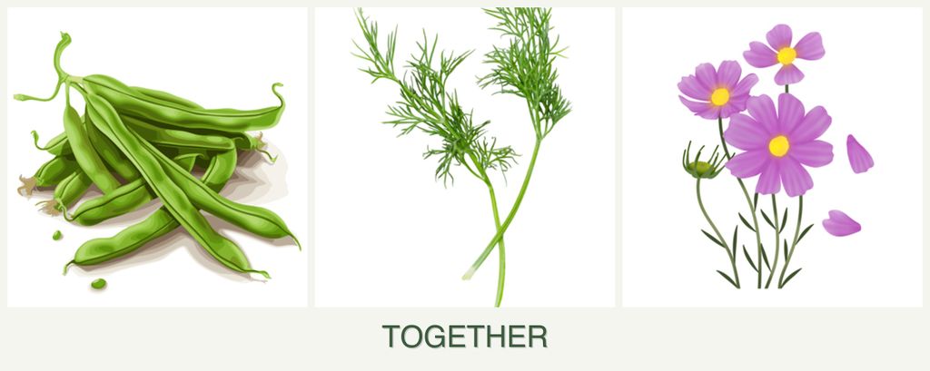 Can you plant beans, dill and cosmos together?