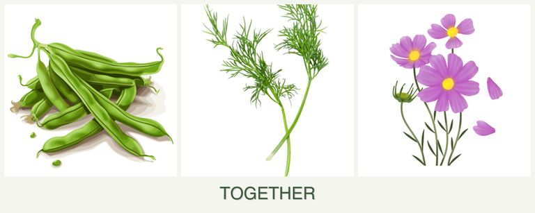Can you plant beans, dill and cosmos together?