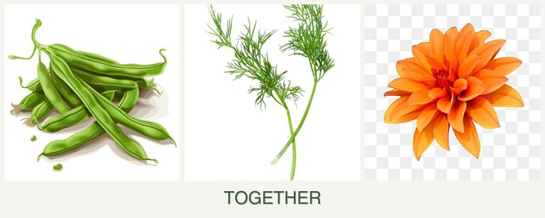 Can you plant beans, dill and dahlias together?