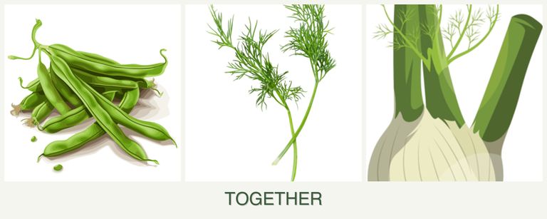Can you plant beans, dill and fennel together?