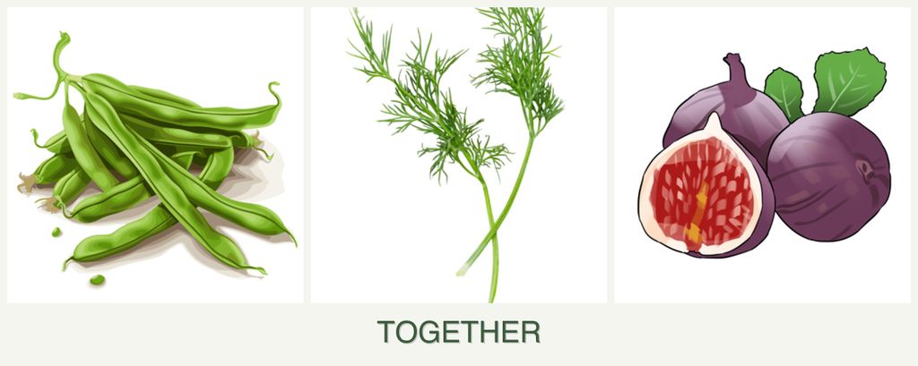 Can you plant beans, dill and figs together?