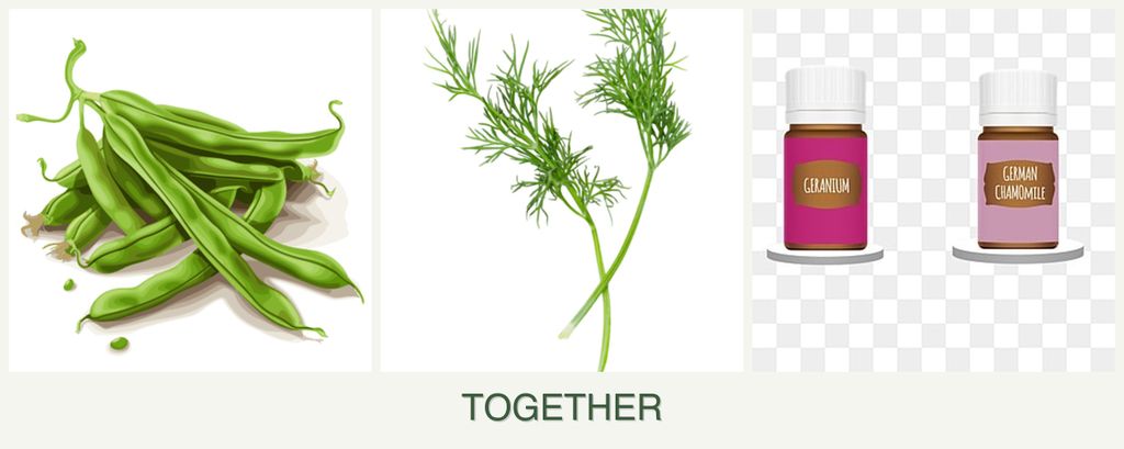 Can you plant beans, dill and geraniums together?