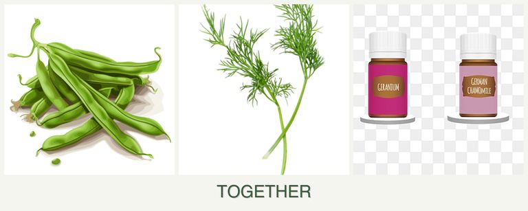 Can you plant beans, dill and geraniums together?