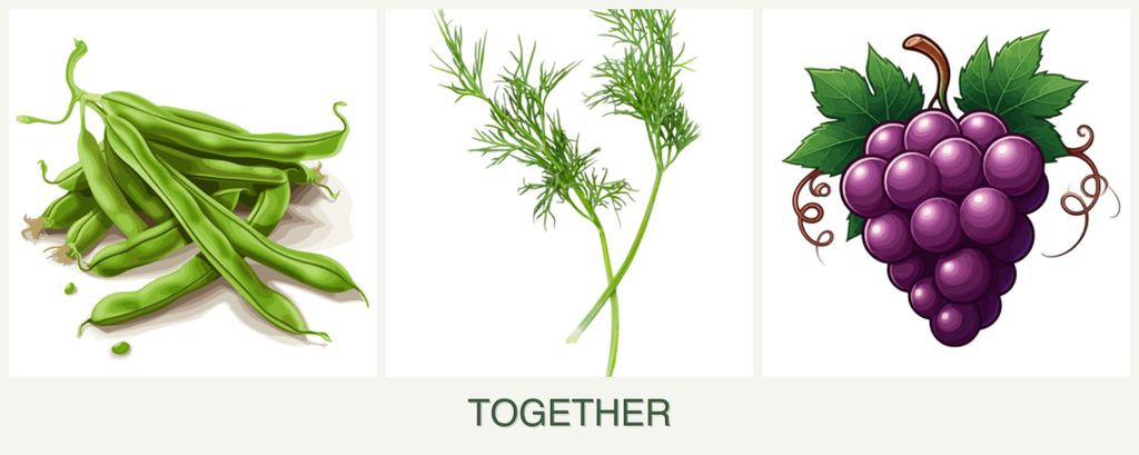 Can you plant beans, dill and grapes together?
