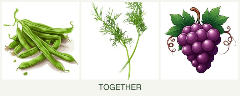 Can you plant beans, dill and grapes together?