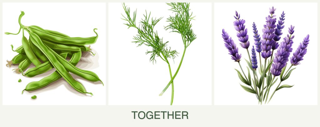 Can you plant beans, dill and lavender together?