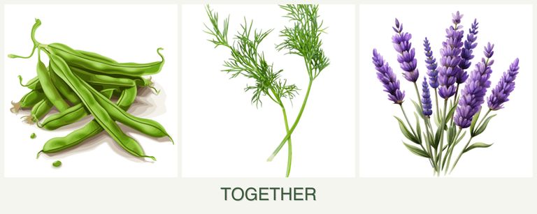 Can you plant beans, dill and lavender together?